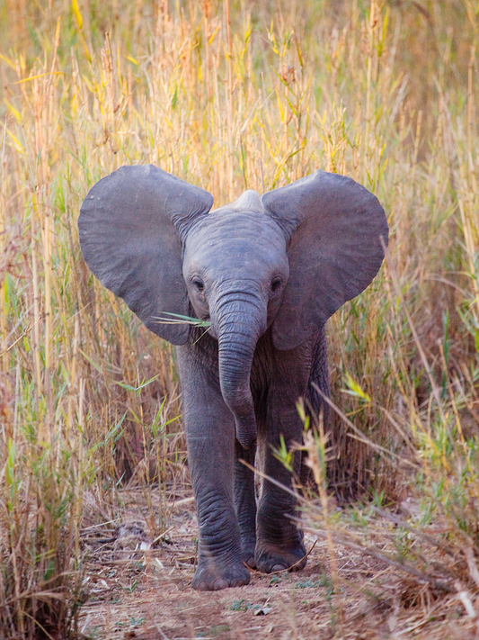Baby elefant - plakat